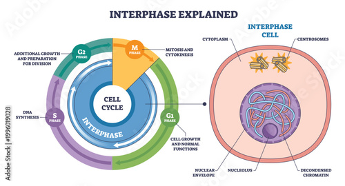 Interphase explained overview shows the cell cycle, G1, S, G2 around a cell, with nucleus and chromatin marked for growth and DNA replication, centrosomes labeled. Outline diagram