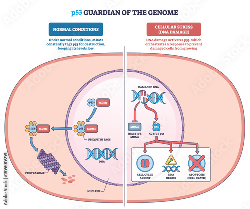 P53 guardian of the genome visualizes the DNA damage response, p53 blocks MDM2 and triggers arrest, repair, or apoptosis. Key objects, p53, MDM2, DNA. Outline diagram
