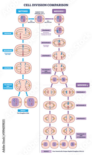 Cell division comparison shows mitosis vs meiosis using chromosomes, spindle fibers, and daughter cells to explain stages and outcomes. Outline diagram