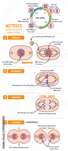 Mitosis cell cycle diagram shows how one cell divides into two, chromosomes, spindle fibers, and nuclei illustrate prophase to cytokinesis.