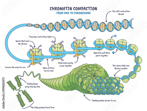 Kompakcja chromatyny, podw jna helisa owija si wok histon w, tworzy nukleosomy i grube w kna prowadz ce do chromosomu. Kluczowe, helisa DNA, nukleosomy, chromosom.