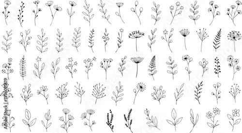 Set of hand drawn plants, leaves, flowers. Silhouettes of natural elements for seasonal backgrounds, templates, wallpaper, cards, banners. set featuring a variety of delicate wild plants, herbs, leave
