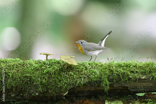 Canvas Print Male Red-breasted Flycatcher (Ficedula parva) with a cocked tail perched near a mushroom on a log