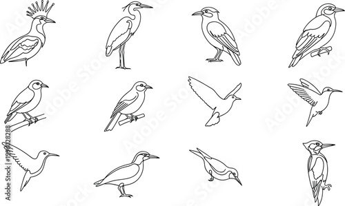 Set of bird vector illustrations featuring various bird species in black line art style for nature and wildlife designs