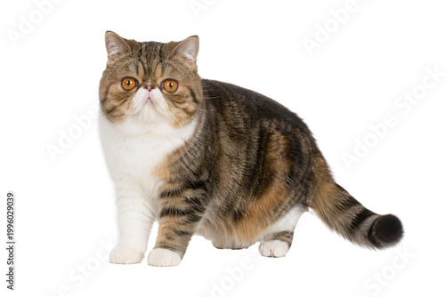 Quadro em tela Adorable Exotic Shorthair cat with big round eyes and plush coat standing on a clean white background, perfect for pet, lifestyle, and commercial use