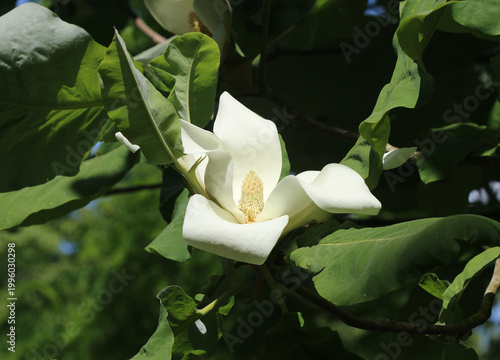 Großblättrige Magnolie - Bigleaf magnolia