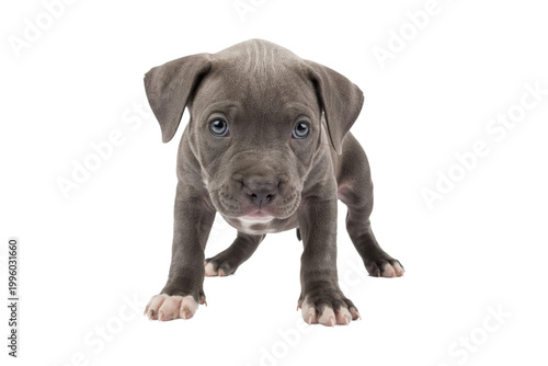 Fotografía Adorable gray pit bull puppy standing and looking forward with curious eyes, iso