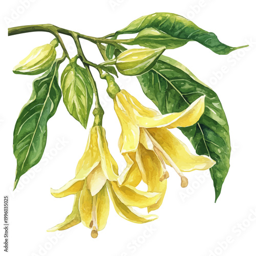 Ylang Ylang Branch, high quality watercolor illustration with transparent textures, isolated on a white background.