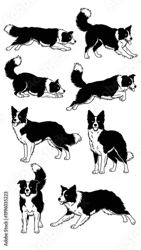Border Collie Dog Poses Collection - Black and White Illustration