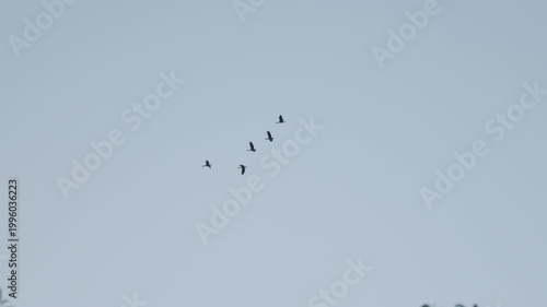 Birds flying together in open sky with smooth motion and minimal background calm and serene atmosphere