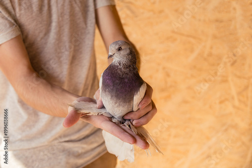 Man's hands gently holding a beautiful domestic pigeon