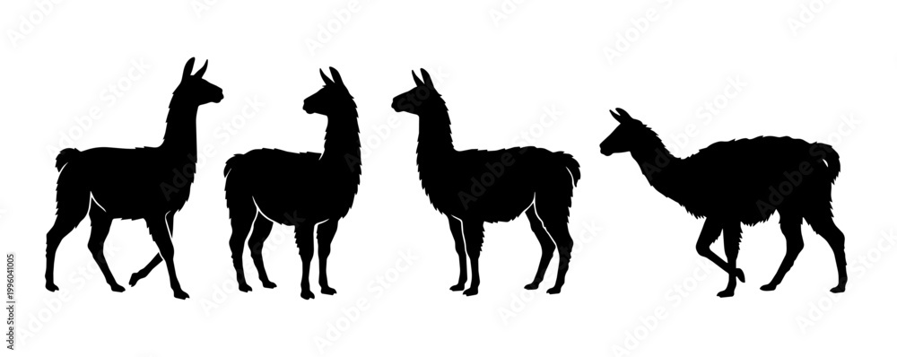 Fototapeta premium Llamas stand on a white studio background.