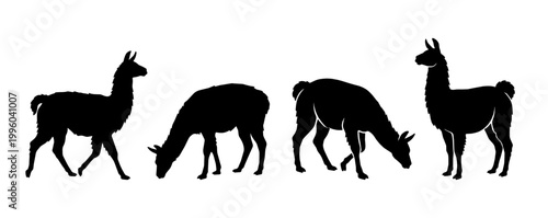 Llamas grazing and standing on a studio background. High contrast silhouettes create a bold graphic mood.