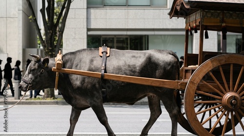 A large black animal pulling an Ox-Drawn Festival Carriage down a city street. Excellent for historical parade articles, cultural event announcements, and traditional transportation themes.