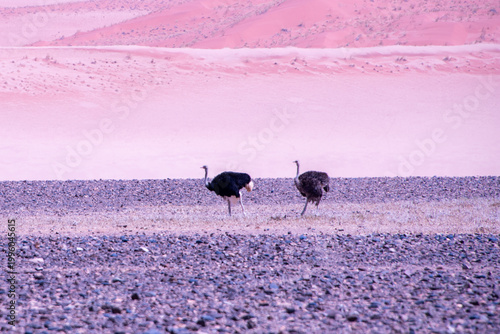 Ostriches stride across the vast Namib Desert, perfectly adapted to heat and scarcity, their powerful legs and keen instincts guiding them through one of the harshest landscapes on Earth.