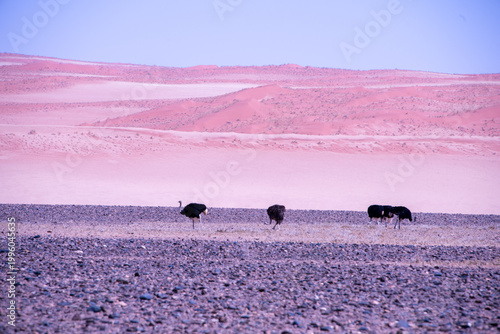 Ostriches stride across the vast Namib Desert, perfectly adapted to heat and scarcity, their powerful legs and keen instincts guiding them through one of the harshest landscapes on Earth.