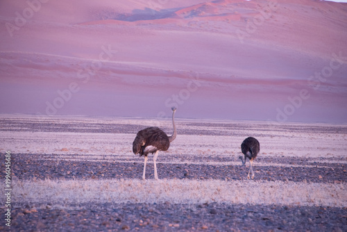 Ostriches stride across the vast Namib Desert, perfectly adapted to heat and scarcity, their powerful legs and keen instincts guiding them through one of the harshest landscapes on Earth.