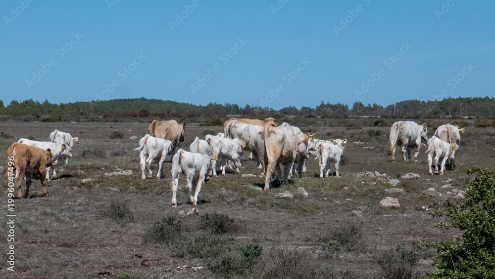 Obraz premium Cows with calfs, on pasture on southern Oland, Sweden.