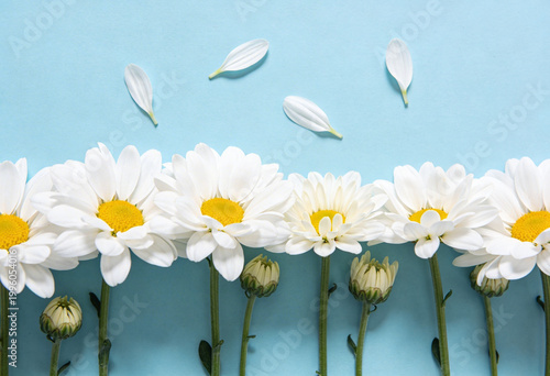 White daisies with yellow centers on blue background with falling petals