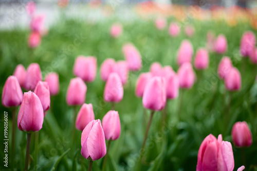 Bright Pink Tulips Blooming on Lawn Colorful Spring Nature Background