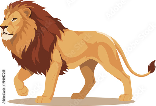 Powerful vector illustration of a majestic male lion with a large mane walking isolated on a solid white background