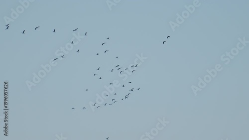 Silhouettes of birds flying in sky with gentle motion simple composition and tranquil outdoor scene