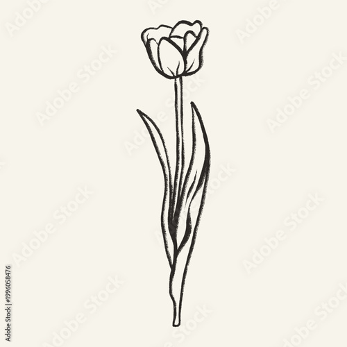 Minimalist Grunge Tulip Flower with Hand-Drawn Drawing Using Charcoal, Chalk, and Wax Crayons.