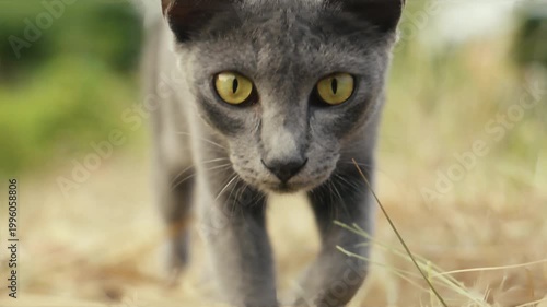 Korat cat walking slowly through dry grass with focused eyes natural light and cinematic shallow depth of field