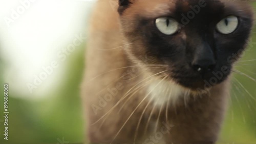 Siamese cat moving forward in slow motion across natural ground with calm atmosphere and warm outdoor tones