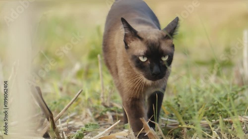 Siamese cat walking slowly through grassy field with intense gaze natural light and cinematic shallow depth of field