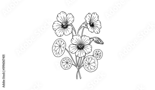 Nasturtium botanical line art bouquet with flowers leaves and bud hand drawn floral vector isolated on white