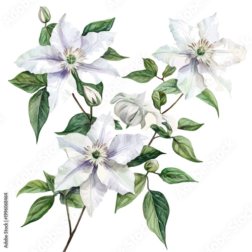 watercolor painting of Clematis Branch, isolated on a white background.