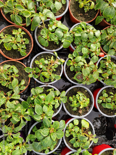 Foto Top view of rows of young balsam seedlings in round pots in professional floral