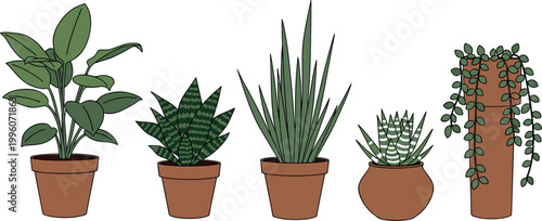 Indoor Succulent and Tropical Potted Plant Collection with Aloe Vera, String of Pearls, and Exotic Leaves for Home and Botanical Design Projects