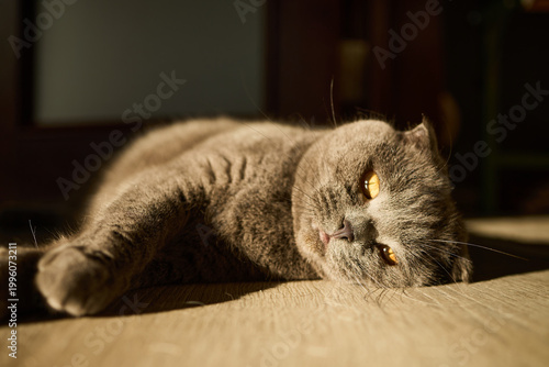 Fotografie A grey cat rests comfortably on a wooden floor, basking in warm sunlight
