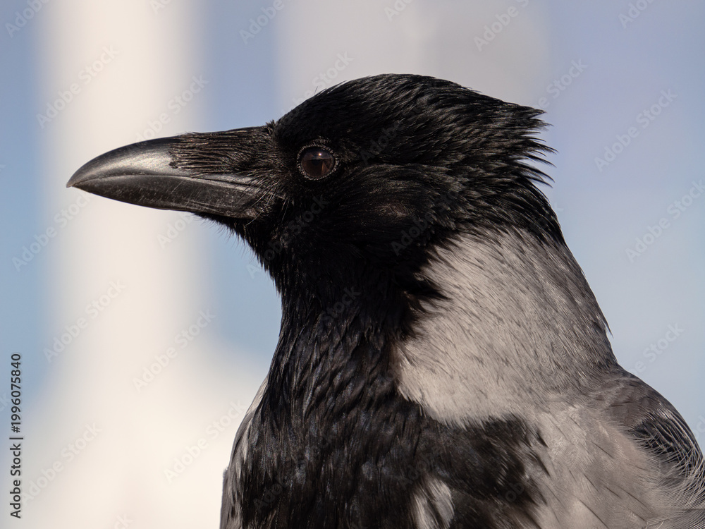 Fototapeta premium Hooded crow bird head portrait isolated on white background
