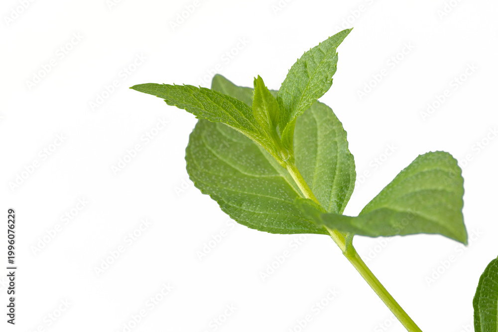 Fototapeta premium forest trees leaf on transparent background