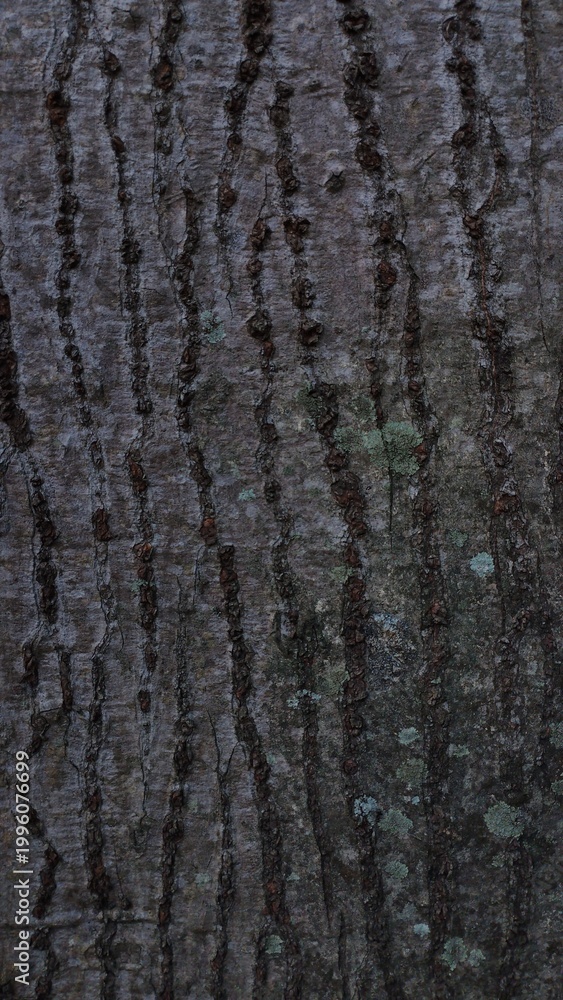 Obraz premium Charcoal Bark with Deep Fissures and Lichen Texture