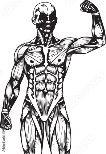 Anatomy, human body, muscle illustration, flexed arm, black and white vector