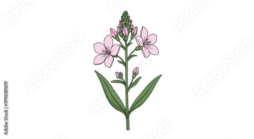 Scientific botanical illustration of a beautiful pink wildflower on a green stem with many buds and elongated leaves on a plain white background.