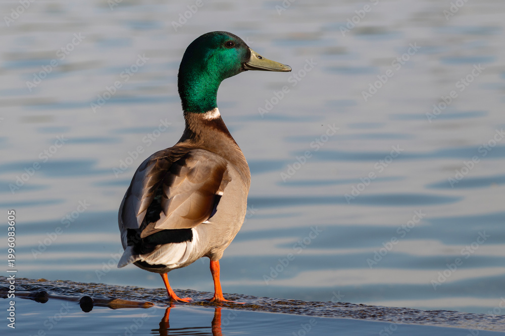 Fototapeta premium Mallard duck standing by water at sunset, wildlife nature close-up
