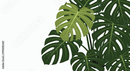 Detailed close-up illustration of lush green Monstera Deliciosa leaves showcases the iconic split shapes of this popular tropical plant.