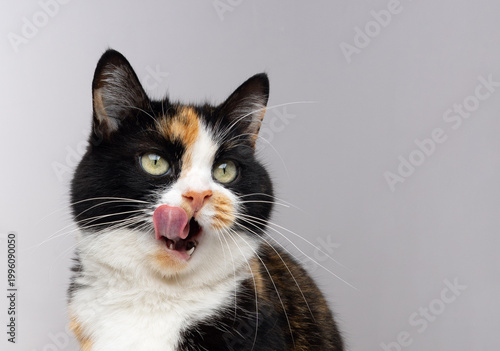 Принти на полотні Calico cat licking nose in studio, cute pet portrait, playful moment, funny expression, pet lifestyle