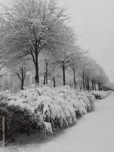 Winter landscape with linden trees and spirea. Snow-covered spirea bushes in the snow