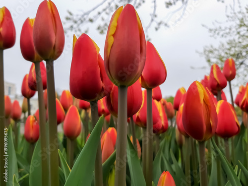 Red and yellow tulips in a flowerbed. Many red and yellow tulips filmed on the phone