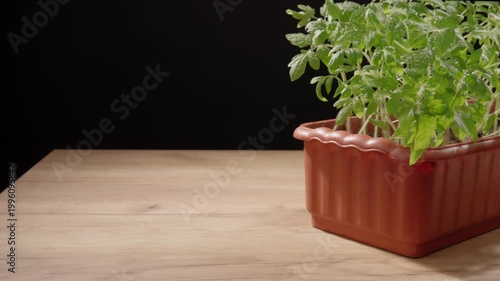 Tomato seedlings in a plastic box on a wooden table at home. Spring planting