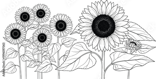 Black and White Line Art Illustration of Sunflowers in Full Bloom for Floral, Nature, and Botanical Design Projects