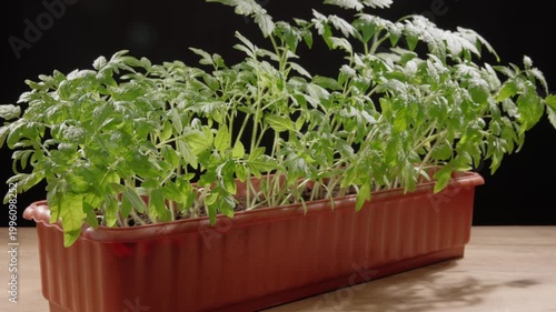 Tomato seedlings in a plastic box on a wooden table at home. Spring planting