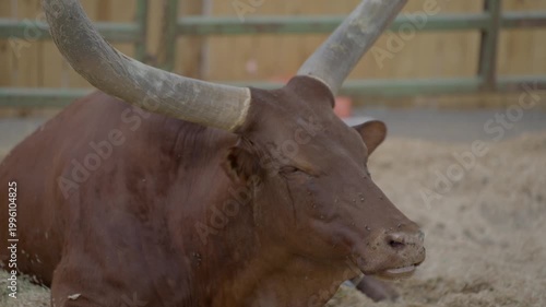 This video shows a large brown watusi long horn steer relaxing and laying down with flies landing on it.
