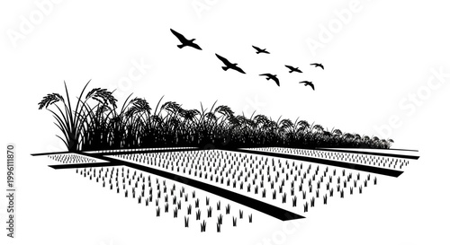 Birds Fly Over Rice Field Landscape.